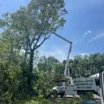 Dead or Alive Tree Service Coupons Gallery Image