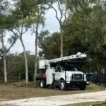 Dead or Alive Tree Service Coupons Gallery Image