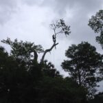 Elvis Tree Climber Extraordinaire Coupons Gallery Image