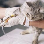 Healthy Pets Urgent Care Gallery Image