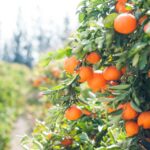 LaRoche Fruit and Gifts Coupons Gallery Image