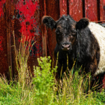 Winola Farm Meat Coupons Gallery Image