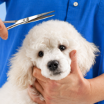 Joy’s Salty Dog Salon Coupons Gallery Image